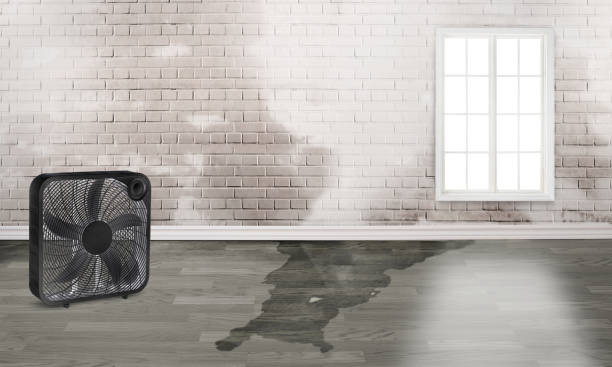 Best Carpet water damage restoration  in Masontown, PA